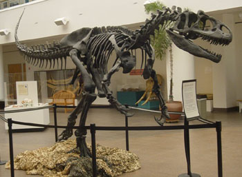 Datei:Allosaurus.jpg