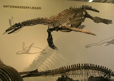 Datei:Plesiosaurier1.jpg