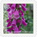 Briefmarke Digitalis.png