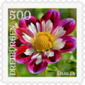 Briefmarke Dahlie.png