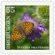 Gewöhnlicher Teufelsabbis (55 Rpf) 2017-2018