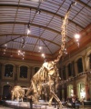 Brachiosaurusskelett Oberjura, Ostland Reichsmuseum Reichstal