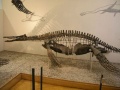 Plesiosaurierskelette Jura und Kreide, Augustental Reichsmuseum Reichstal
