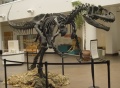 Skelett eines Allosaurus Oberjura, Hohenburg-Lohe Reichsmuseum Reichstal