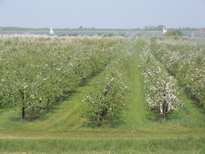 Datei:Obstplantage Cranach.jpg