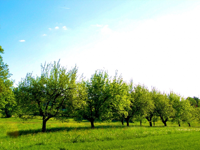 Datei:Nederer Land Obstgarten.jpg